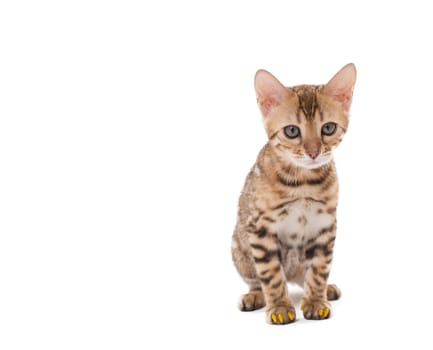 Image of Bengal cat with yellow claws caps, isolated on white on white backdrop