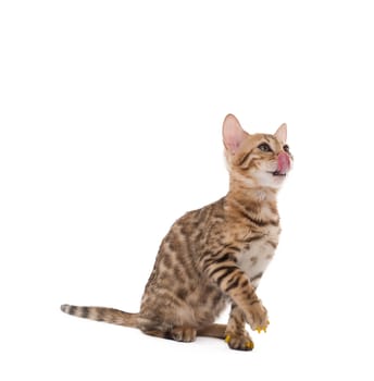 Image of cute Bengal cat licking, isolated on white