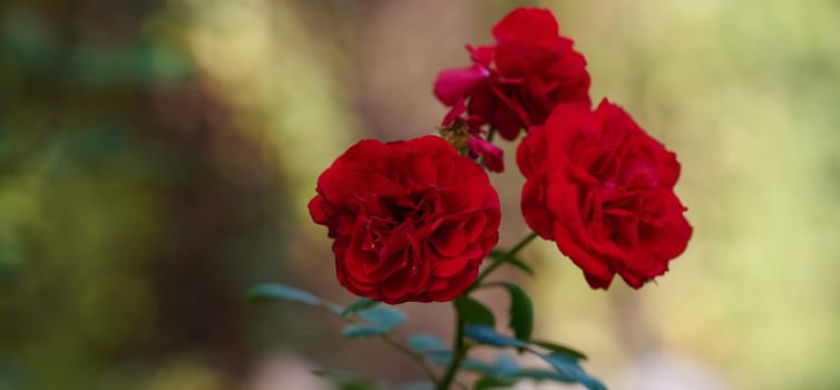 Red blooming roses in the garden, close up