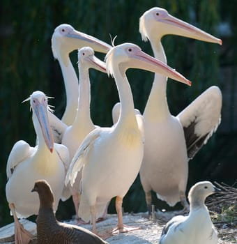 A flock of white pelicans on a pond on an autumn day