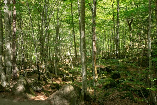 Forests in the Orlu National Wildlife Reserve, in Ariège, the Maison des Loups in France.