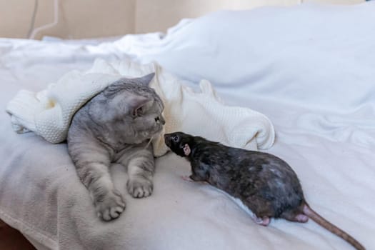 A grey cat lies on a white bed, looking at a black rat walking towards it.