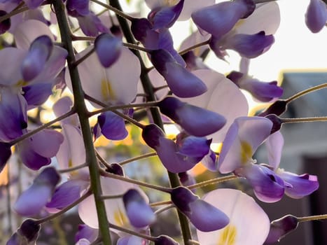Blooming Wisteria Sinensis with scented classic purple flowersin full bloom in hanging racemes on the wind closeup. Garden with wisteria in spring