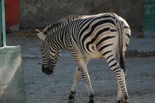 Here's a caption that meets your specifications: A zebra, viewed from behind, walks on a grey, paved ground near a concrete barrier. Its distinctive black and white stripes are clearly visible. The setting appears to be a zoo enclosure.