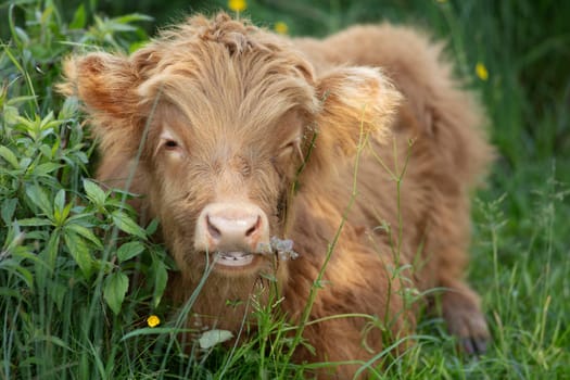 Scottish highlander cute young baby cow in Vlaardingen Broekpolder in the Netherlands