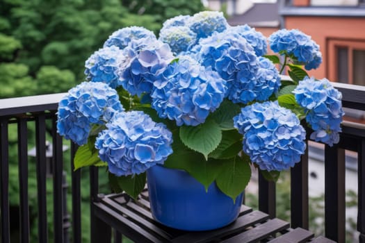 Blue hydrangea in a blue ceramic pot on the balcony