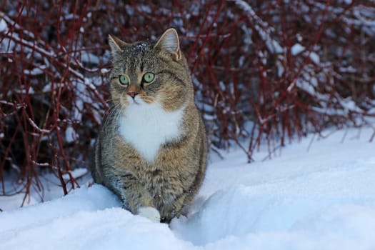 A cute little fat cat sits in the snow