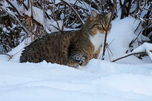 Eine niedliche kleine dicke Katze auf der Lauer im Schnee
