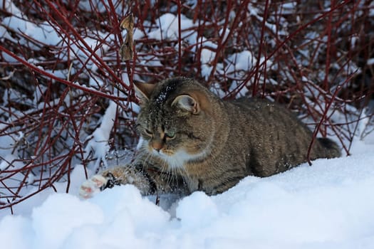 Lustiges Foto von einer niedlichen kleinen dicken Katze die mit Schnee spielt