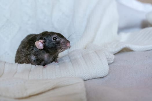 A small, gray rat with pink ears sits on a white blanket, looking to the right.