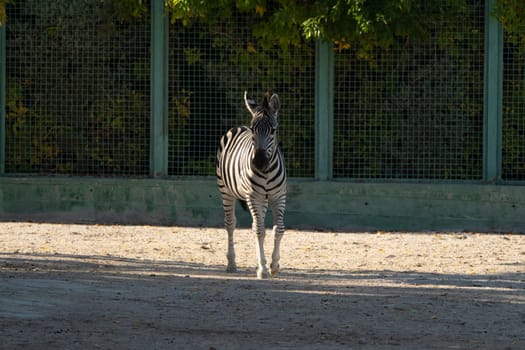 Here's a caption for the image: A lone zebra stands in a zoo enclosure, its back to the camera. The animal is walking on light-brown dirt near a green chain-link fence. Shadows fall on the ground.