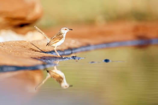Black chested Prinia in Greater Kruger National park, South Africa ; Specie Prinia flavicans family of Cisticolidae