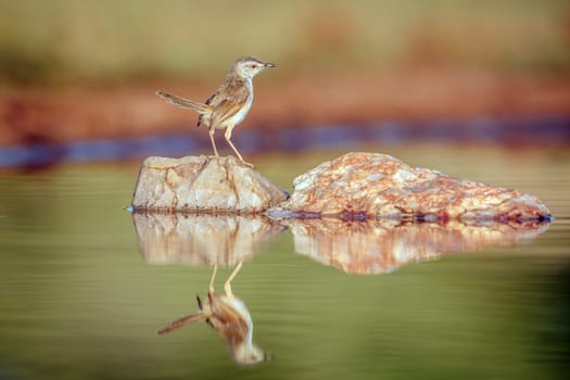 Black chested Prinia standing on rock in middle of water with reflection  in Greater Kruger National park, South Africa ; Specie Prinia flavicans family of Cisticolidae
