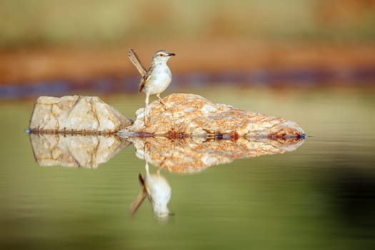 Black chested Prinia standing on rock in middle of water with reflection  in Greater Kruger National park, South Africa ; Specie Prinia flavicans family of Cisticolidae