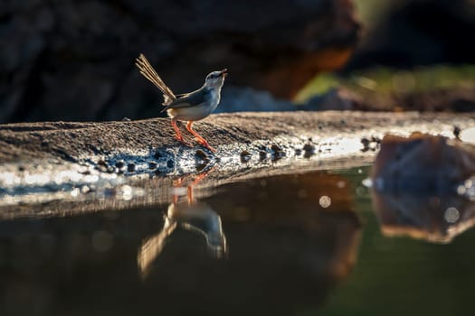 Black chested Prinia backlit along waterhole with reflection in Greater Kruger National park, South Africa ; Specie Prinia flavicans family of Cisticolidae