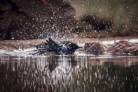 Cape Glossy Starling bathing and grooming in waterhole in Greater Kruger National park, South Africa ; Specie Lamprotornis nitens family of Sturnidae