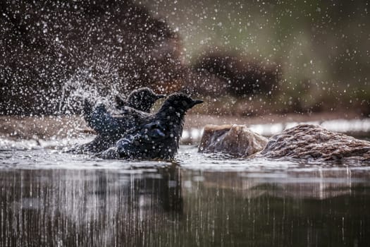 Two Cape Glossy Starling bathing and grooming in waterhole in Greater Kruger National park, South Africa ; Specie Lamprotornis nitens family of Sturnidae