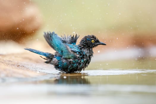 Cape Glossy Starling bathing and spreading wings in waterhole  in Greater Kruger National park, South Africa ; Specie Lamprotornis nitens family of Sturnidae