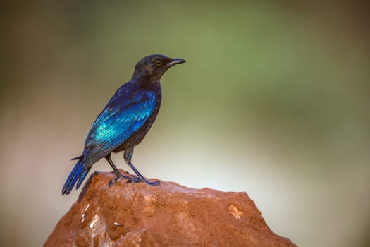 Cape Glossy Starling juvenile standing on a rock isolated in blur backgrround in Greater Kruger National park, South Africa ; Specie Lamprotornis nitens family of Sturnidae