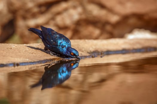 Cape Glossy Starling drinking in waterhole with reflectioin '!in Greater Kruger National park, South Africa ; Specie Lamprotornis nitens family of Sturnidae