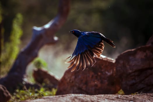 Cape Glossy Starling  in flight in Greater Kruger National park, South Africa ; Specie Lamprotornis nitens family of Sturnidae