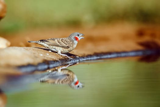 Cut throat finch male standing along waterhole with reflection in Greater Kruger National park, South Africa ; Specie Amadina fasciata family of Estrildidae
