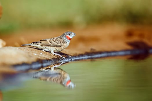 Cut throat finch male standing along waterhole with reflection in Greater Kruger National park, South Africa ; Specie Amadina fasciata family of Estrildidae