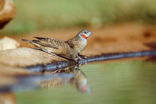 Cut throat finch couple drinking at waterhole in Greater Kruger National park, South Africa ; Specie Amadina fasciata family of Estrildidae