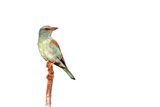 European Roller standing on a branch isolated in white background in Greater Kruger National park, South Africa ; Specie Coracias garrulus family of Coraciidae