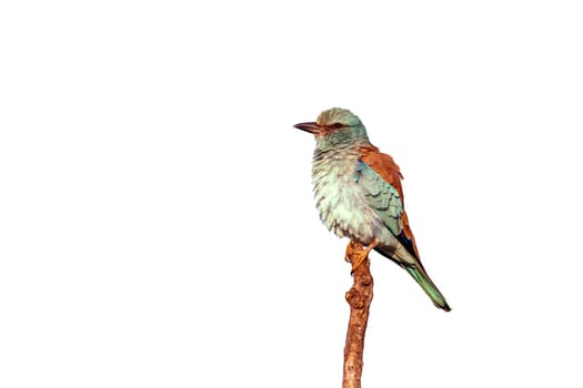 European Roller standing on a branch isolated in white background in Greater Kruger National park, South Africa ; Specie Coracias garrulus family of Coraciidae
