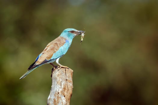 European Roller standing on a pole with prey  in Greater Kruger National park, South Africa ; Specie Coracias garrulus family of Coraciidae