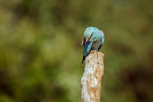 European Roller standing on a pole and scratching in Greater Kruger National park, South Africa ; Specie Coracias garrulus family of Coraciidae