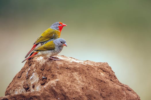 Green winged Pytilia couple standing on a rock isolated in natural background in Greater Kruger National park, South Africa ; Specie Pytilia melba family of Estrildidae