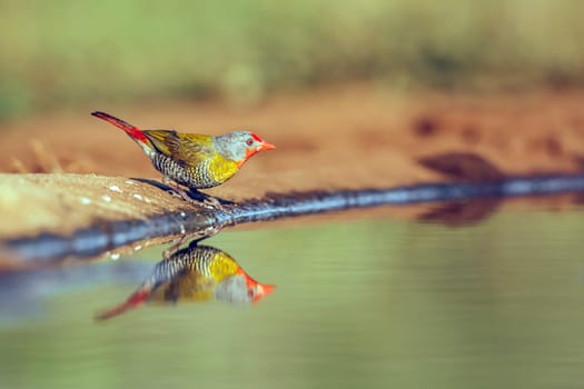 Green winged Pytilia male drinking in waterhole with reflection in Greater Kruger National park, South Africa ; Specie Pytilia melba family of Estrildidae