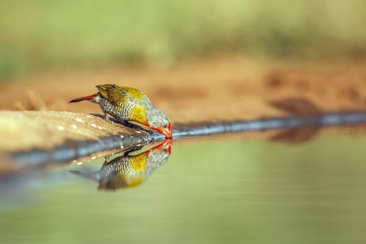 Green winged Pytilia male drinking in waterhole with reflection in Greater Kruger National park, South Africa ; Specie Pytilia melba family of Estrildidae