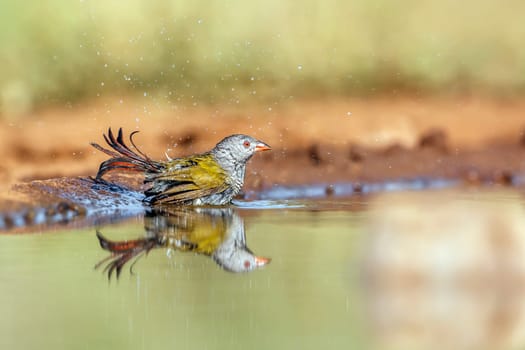 Green winged Pytilia female bathing in waterhole with reflection in Greater Kruger National park, South Africa ; Specie Pytilia melba family of Estrildidae