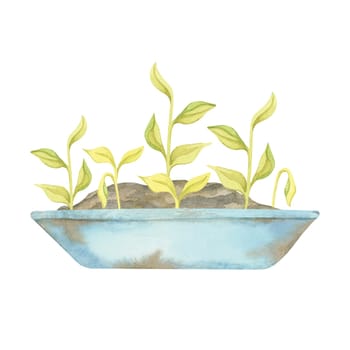 A light blue bucket with fresh green sprouts watercolor clipart. Rusty farmhouse decor Illustration for eco designs, gardening merchandise, farm-themed patterns, or creative DIY packaging elements