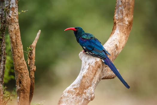 Green wood hoopoe standing on a branch isolated in blur background in Greater Kruger National park, South Africa ; Specie  Phoeniculus purpureus family of Phoeniculidae 