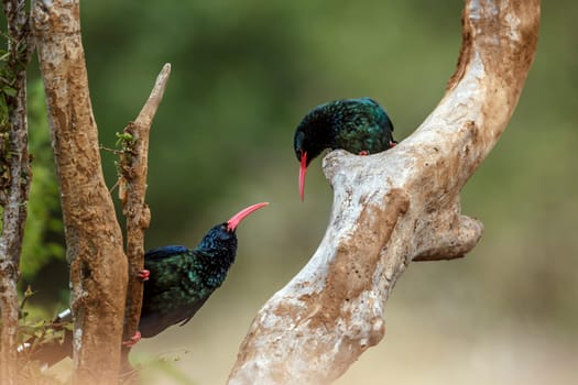 Two Green wood hoopoe standing on a branch isolated in blur background in Greater Kruger National park, South Africa ; Specie  Phoeniculus purpureus family of Phoeniculidae 