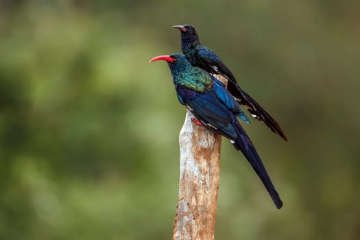 Two Green wood hoopoe standing on a branch isolated in blur background in Greater Kruger National park, South Africa ; Specie  Phoeniculus purpureus family of Phoeniculidae 