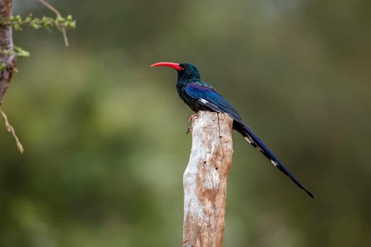 Green wood hoopoe standing on a pole isolated in blur background in Greater Kruger National park, South Africa ; Specie  Phoeniculus purpureus family of Phoeniculidae 
