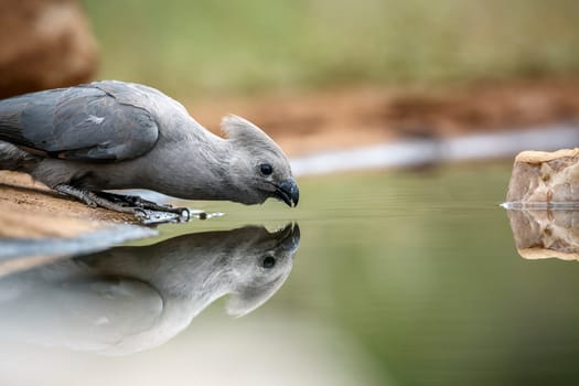 Grey go away bird drinking in waterhole with refflection  in Kruger National park, South Africa ; Specie Corythaixoides concolor family of Musophagidae 