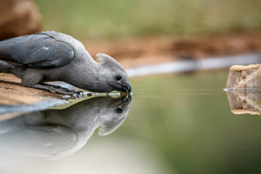 Grey go away bird drinking in waterhole with refflection  in Kruger National park, South Africa ; Specie Corythaixoides concolor family of Musophagidae 