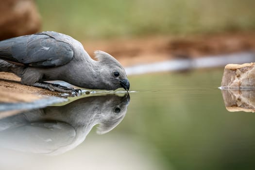 Grey go away bird drinking in waterhole with refflection  in Kruger National park, South Africa ; Specie Corythaixoides concolor family of Musophagidae 