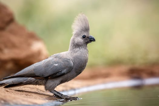 Grey go away bird standing along waterhole crest open  in Kruger National park, South Africa ; Specie Corythaixoides concolor family of Musophagidae 