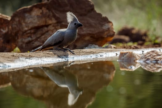 Grey go away bird standing backlit along waterhole with reflection  in Kruger National park, South Africa ; Specie Corythaixoides concolor family of Musophagidae 