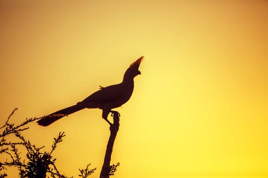 Silhouette of Grey go away bird at sunset in Kruger National park, South Africa ; Specie Corythaixoides concolor family of Musophagidae 