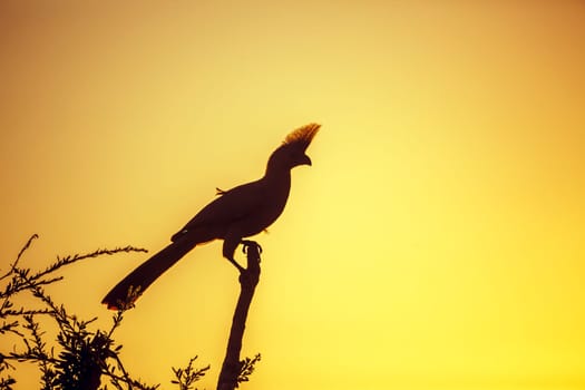 Silhouette of Grey go away bird at sunset in Kruger National park, South Africa ; Specie Corythaixoides concolor family of Musophagidae 