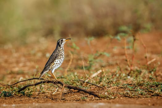 Groundscraper Thrush standing on a dung ground level  in Kruger National park, South Africa ; Specie Turdus litsitsirupa family of  Turdidae