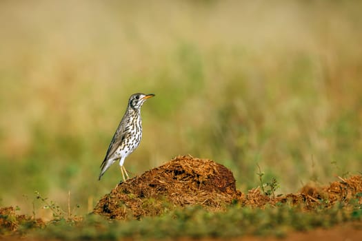 Groundscraper Thrush standing on a dung ground level  in Kruger National park, South Africa ; Specie Turdus litsitsirupa family of  Turdidae